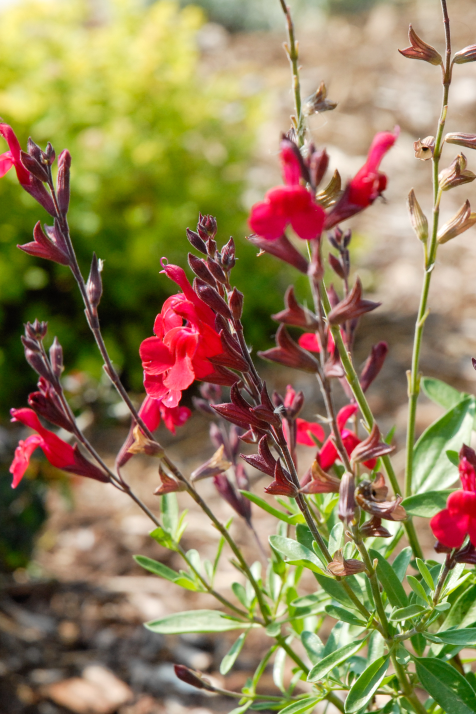Furman’s Red Sage
